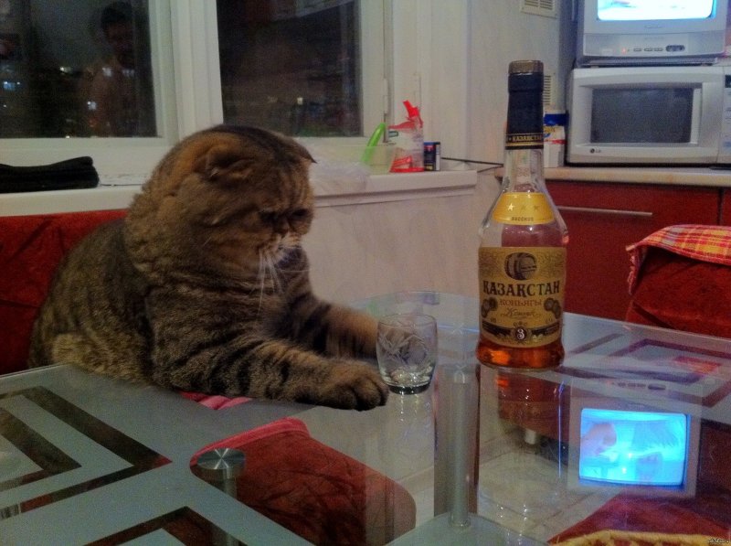 Пьющий мужик горе в семье