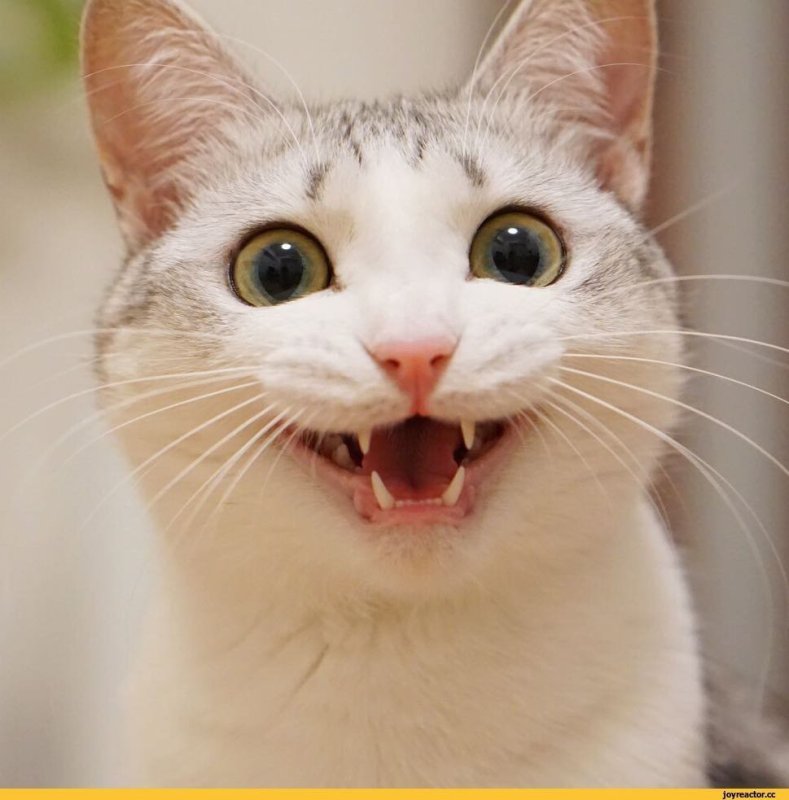 Кошка улыбается