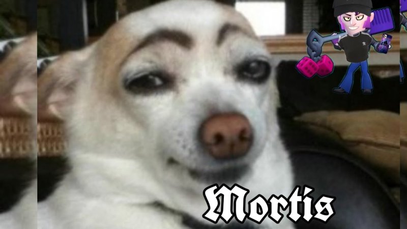 Собака с бровями Мем