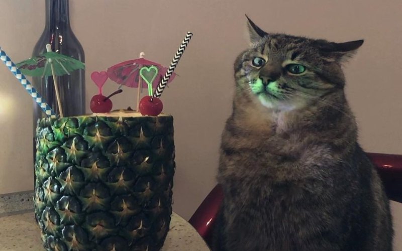 Харьковский кот Степан