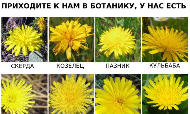 Виды одуванчиков с подписями