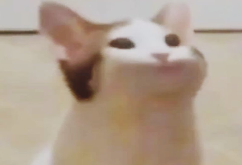 Мемный котик с открытым ртом