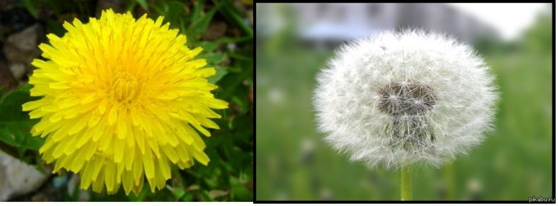 Шутки про одуваны