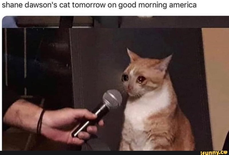 Кот с микрофоном