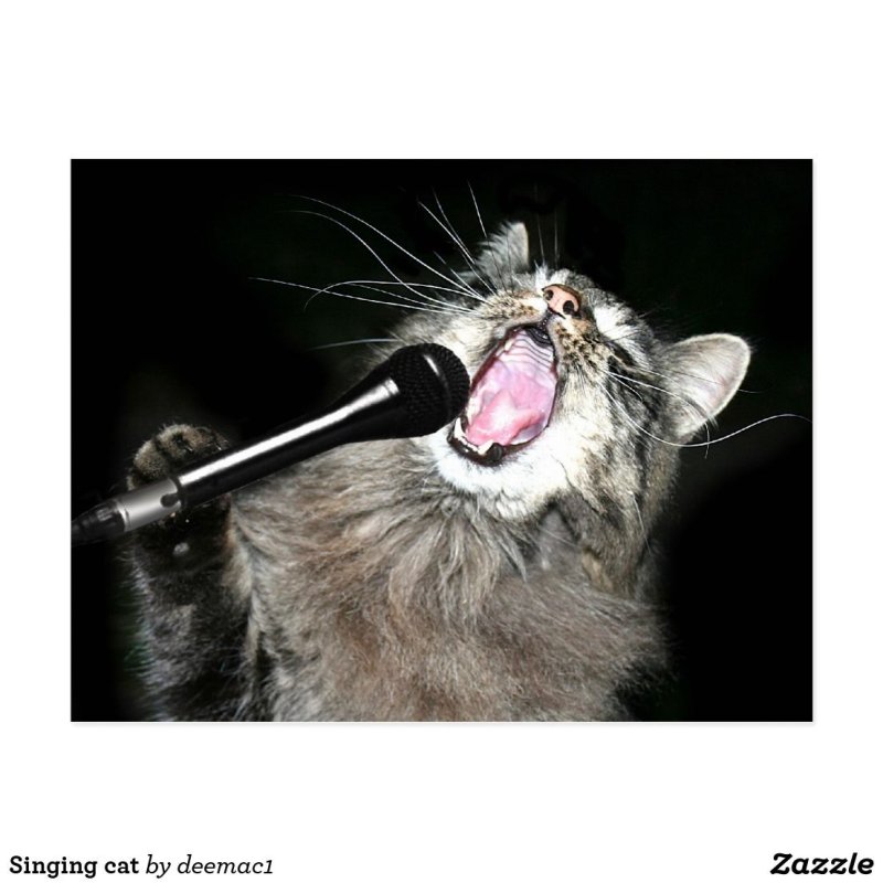 Кот поет в микрофон