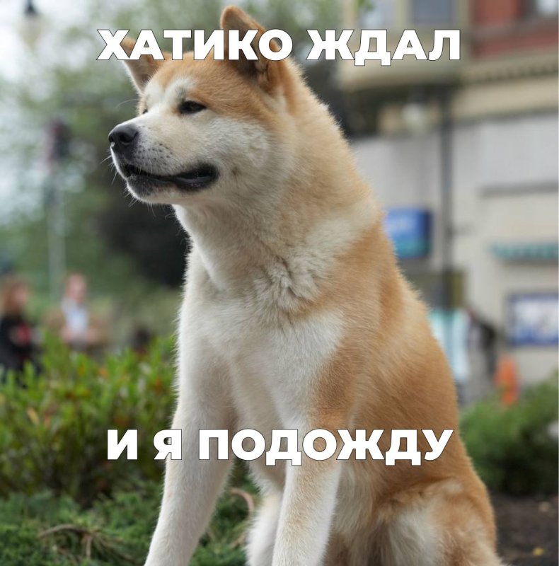 Грустный Хатико