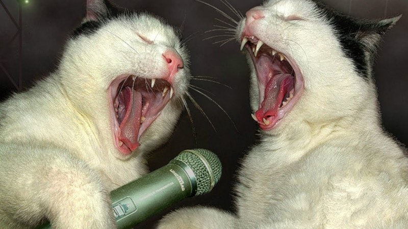 Прикольные коты