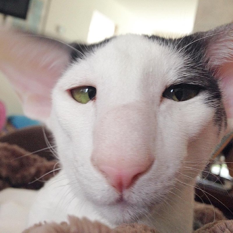 Ориентальная кошка грузин