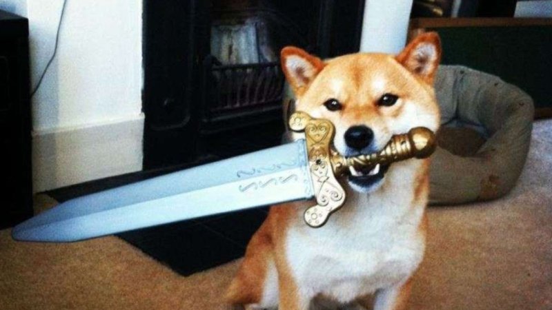 Шиба ину с катаной