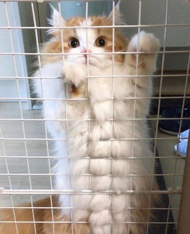 Котенок с кубиками