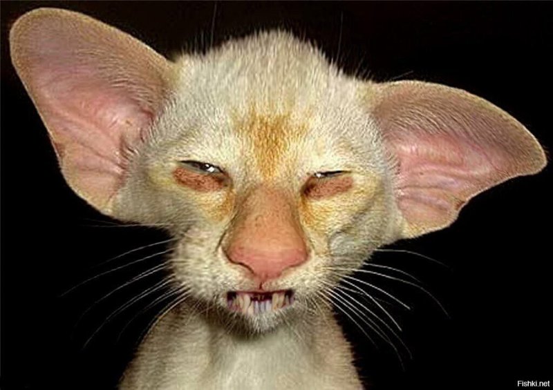 Петерболд Ориентал