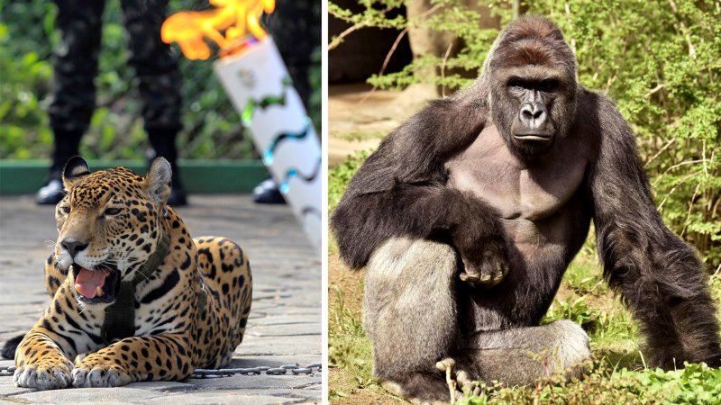 Горилла и человек