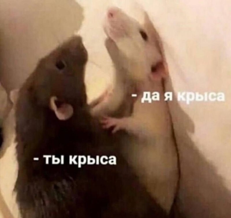 Да я крыса
