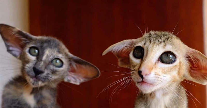 Порода Ориентал Добби