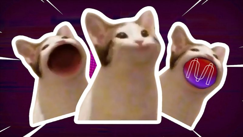 Кот Pop Мем