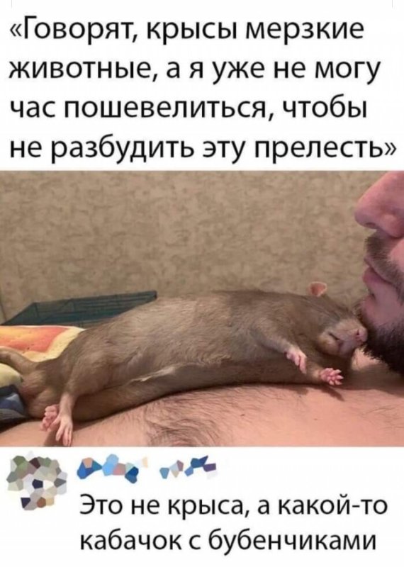 Крыса Мем