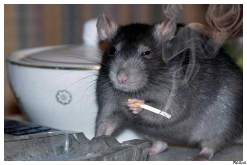 Крыса с сигаретой Мем