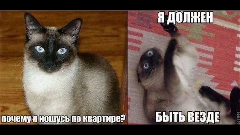 Кот Мем