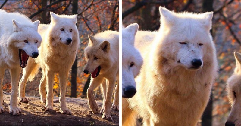 Волки смеются