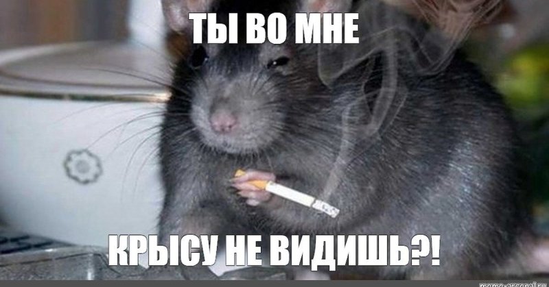 Мемы с крысами