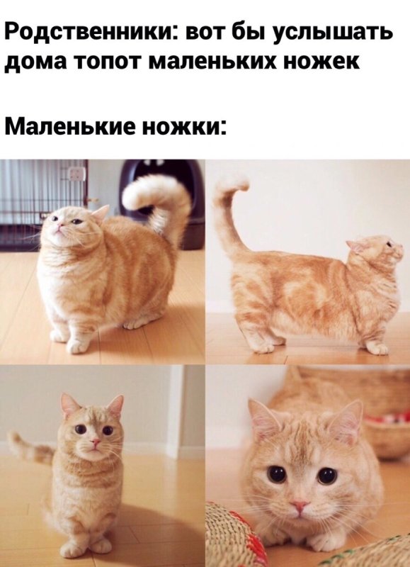 Мемы с котом