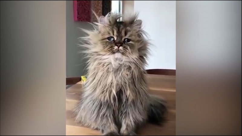 Взъерошенный котик