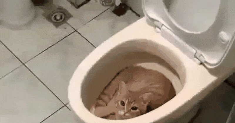 Кошка купается в унитазе