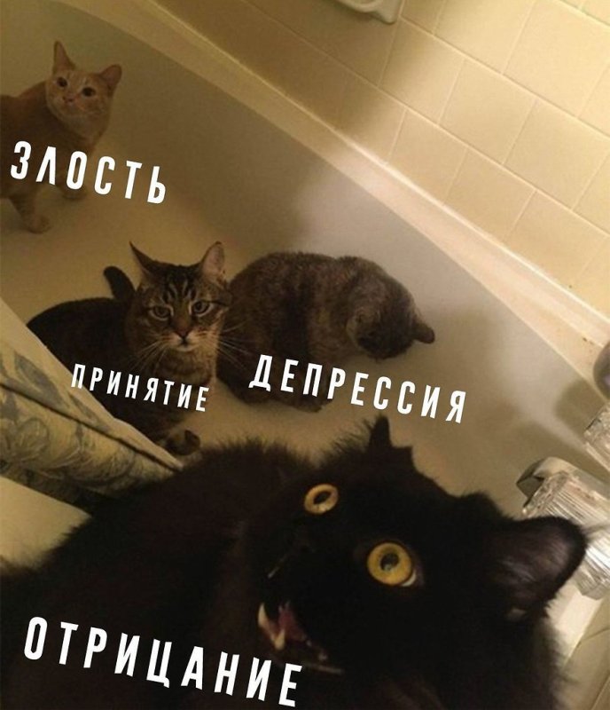 Депрессивные мемы с котами