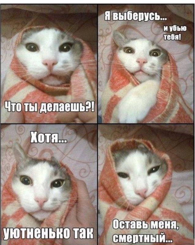 Смешные мемы с котами и надписями
