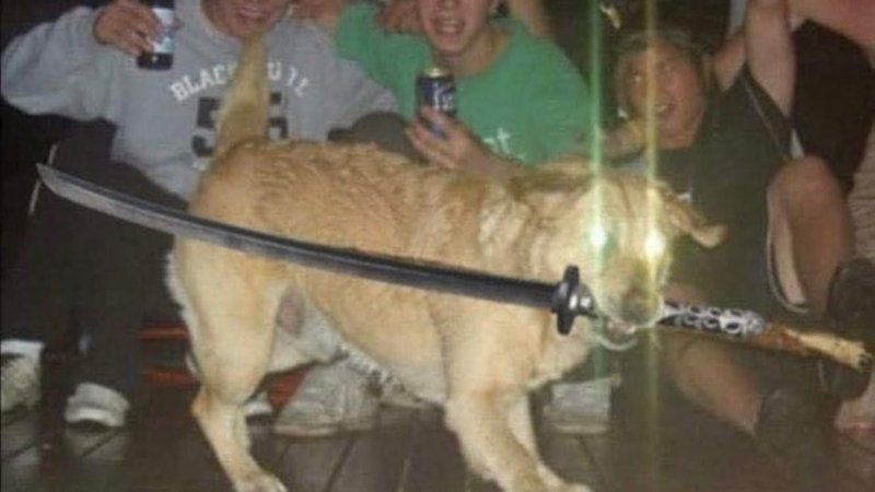 Ваша собака кусается хуже