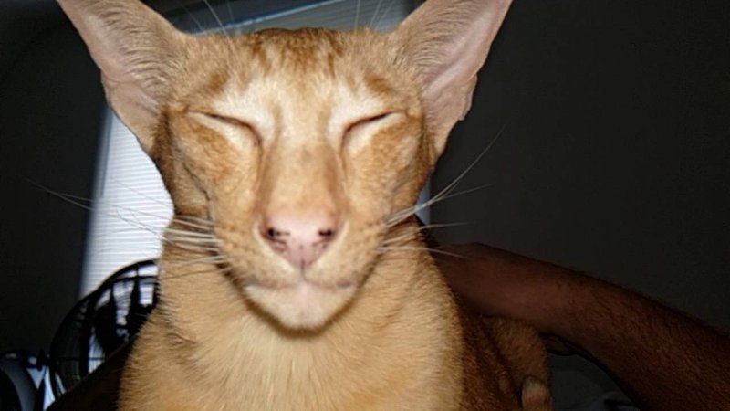 Ориентальный кот грузин