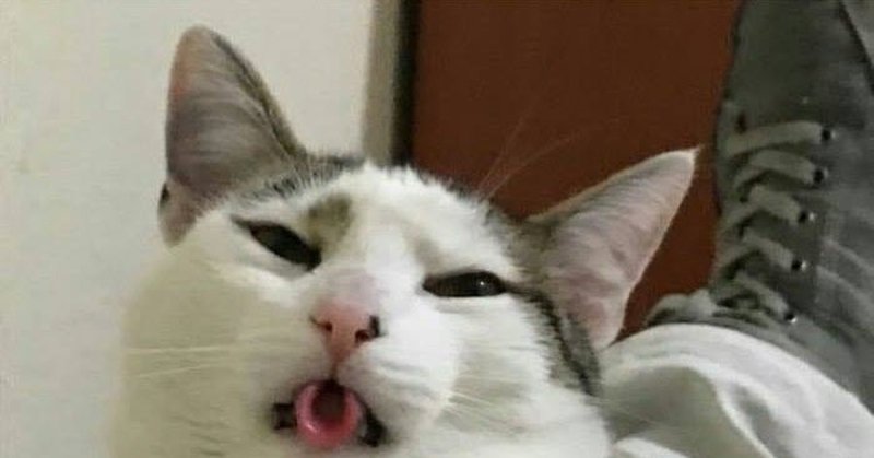 Кот трубочкой Мем