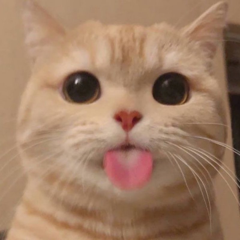 Кот с языком высунутым трубочкой