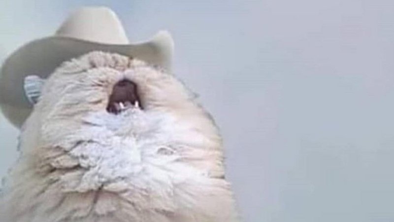 Кот в ковбойской шляпе