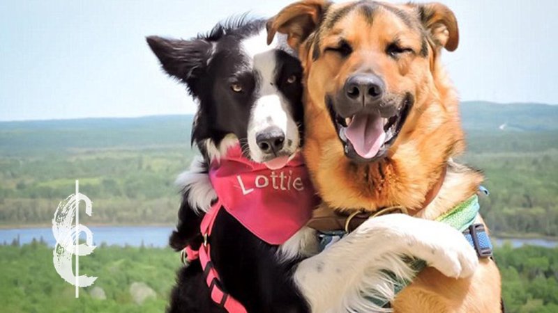 Собака здоровается