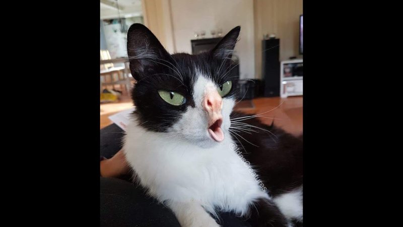 Смешной кот с языком в трубочку