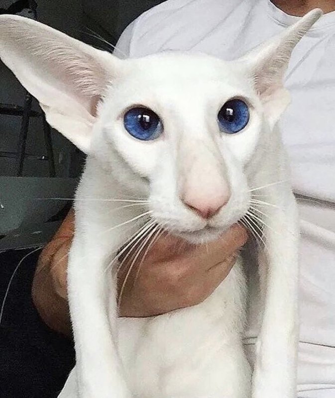 Египетская Ориентальная кошка