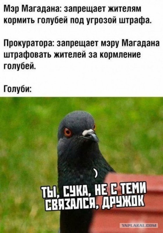 Шутки про голубей