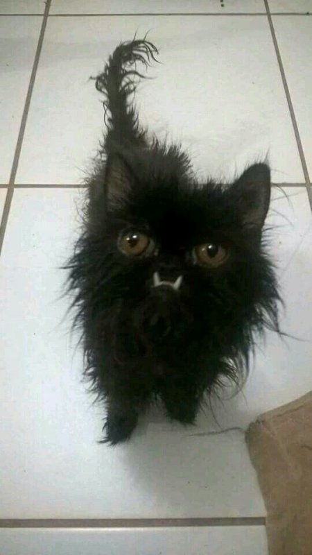 Взъерошенный кот