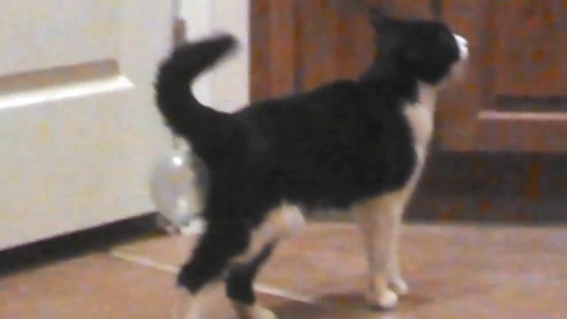 Котик с жвачкой