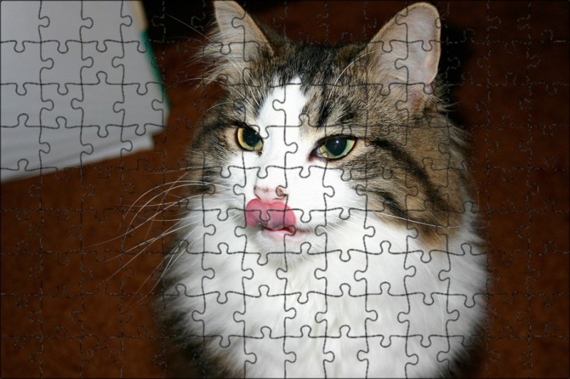 Кот с высунутым языком