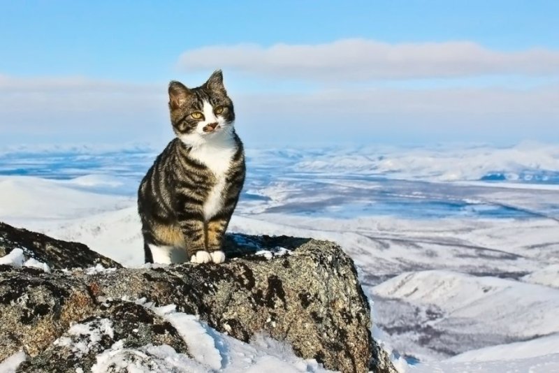 Кот в горах