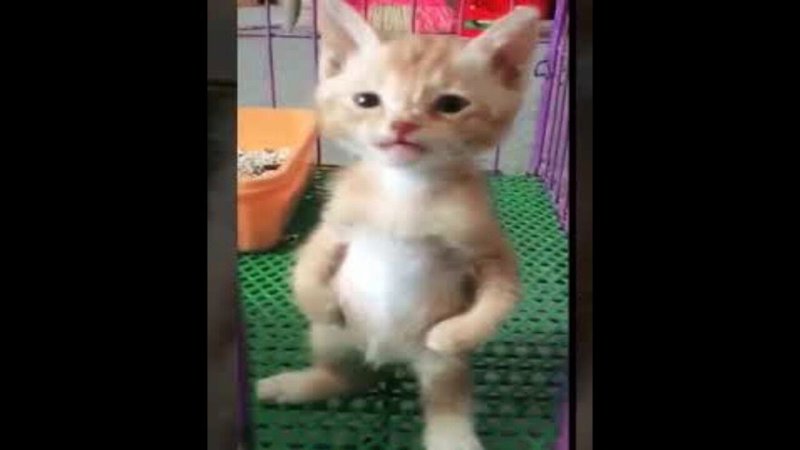 Котик стоит на задних лапах