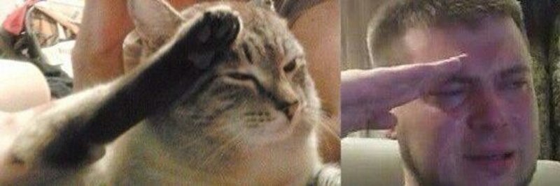 Кот отдает честь