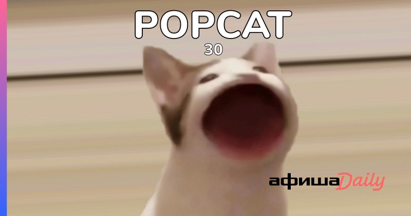 Кот Мем на зелёном фоне