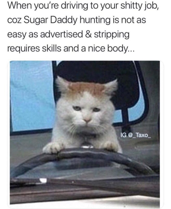 Кот автобус