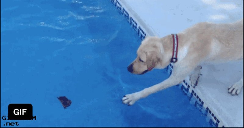 Собака в бассейне прикол