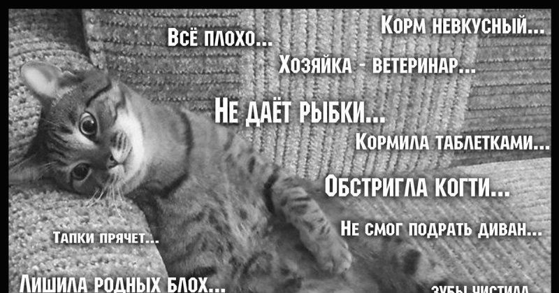 Кот в депрессии