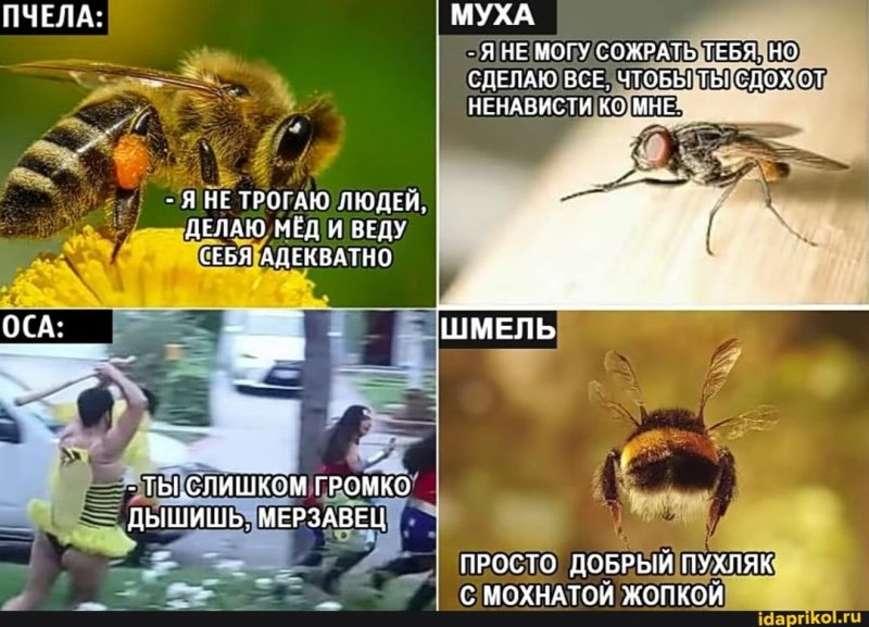 Мемы про пчел