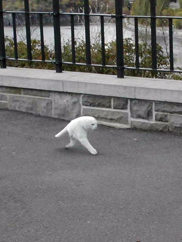 Кот на панорамном снимке